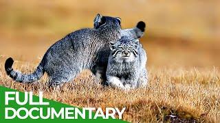 China Wild | Episode 3: The Grasslands | Free Documentary Nature