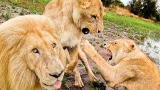 Why are the Lions Acting LIKE THIS? | The Lion Whisperer