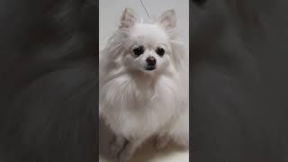 쫑이는요!!