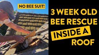 Would you stick your head inside a beehive? (Bee Roof Rescue)