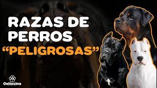 TOP 10 DE RAZAS DE PERROS “POTENCIALMENTE PELIGROSAS”