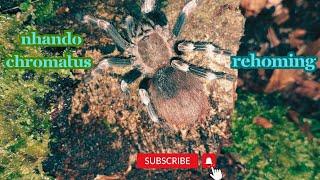 rehoming my Nhando Chromatus #natgeo #tarantulasoftheworld  #all