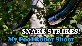 SNAKE STRIKES!  Black Racer Crashes My Pool Robot Shoot! (Unexpected Florida Wildlife!)