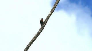 Chestnut-Bellied Seedeater (Sporophila castaneiventris) male in French Guiana