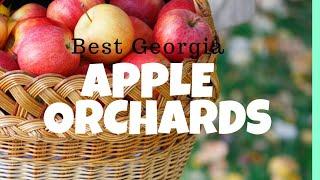 Apple Orchards in Georgia |  Top 3 Ellijay GA Apple Picking with Kids