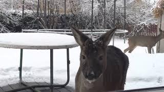 Visitors in my garden