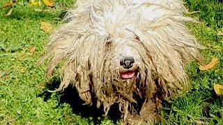 I've NEVER SAW A DOG LIKE THIS! I Had To Shave All That Matted Fur!