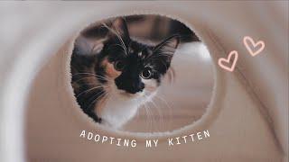  EVERYTHING I WISH I KNEW BEFORE ADOPTING A KITTEN