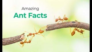 Facts about Ants | Unknown facts | Encyclopedia | Myrmecology | Tamil