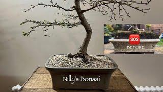 When Does A Bonsai Need RePotting? This Golden Larch Is A Great Example!