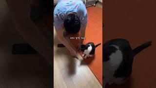 드디어 밥값한 고양이 #shorts #shortvideo #고양이 #시트콤