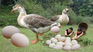 Survival Skills: Primitive Couple Meet Big Goose Laying Eggs - Steal Goose Eggs For Food