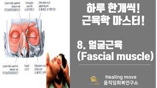 #8.안면근(얼굴근육 , Fascial muscle)/근육학마스터/referred pain