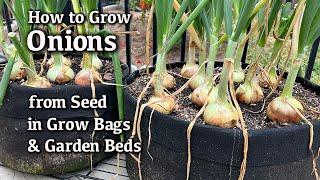 How to Grow Onions from Seed in Containers and Garden Beds| Easy Planting Guide