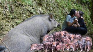 2 year living in forest, A new herd of wild boars is born before the wedding season