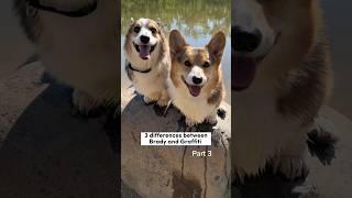 Difference Between My Two Corgis #corgi #dogs