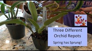 Three Orchid Repots | How to Repot Orchids in Distress | Dendrobium, Cattleya Type Orchid Repots