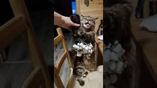 Кошка Морошка принесла ягод снеженики