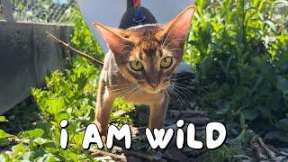 Abyssinian kitten goes outside for the first time | Ep 28