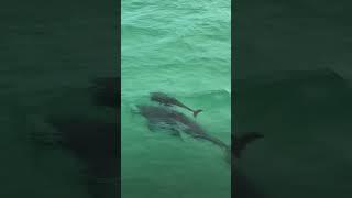 Spring time means baby dolphins in Destin Florida