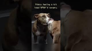 Pibble feeling a bit loopy after a surgery.