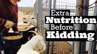 Feeding Goats | Goat Nutrition | Kiko Goats | Goat Video