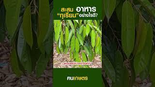 สะสมอาหารทุเรียนอย่างไรดี? #ฅนเกษตร  #ปลูกทุเรียน #สะสมอาหารทุเรียน #ปุ๋ยสะสมอาหาร #แพคโคบิวทราโซล