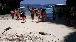 Wild Monkeys Attack Stupid Humans on Thailand Phi Phi Island Monkey Beach