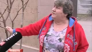 США заметает, а в Молдове посреди зимы цветут деревья