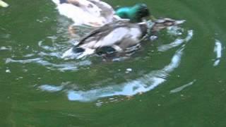 Duck killers