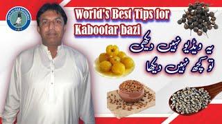 World's best Tips for Kabootar bazi by Ustad Asim Ch