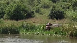 African Hippos #oureternaleverafter #africa #hippo #safari #travel #globetrotter #wildlife #nature