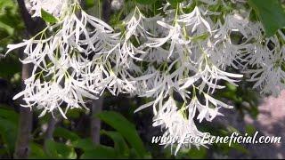 EcoBeneficial Tips: Spotlight on Fringe Tree