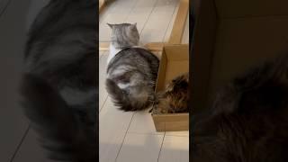 Maple Attacks Piko #kittens #cat #cuteanimal #cats #maple