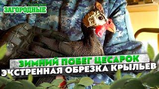 Зимний побег цесарок и как определить самца и самку