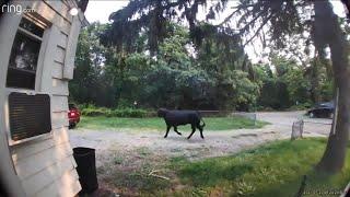 Runaway bull shuts down NY highway, still on the loose