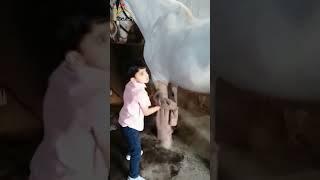 NAWABI ZULJANA MURTAJIZ BADSHA|HAVELI AGHA ABBAS|MATWALI AGHA MANSOOR KAZALBASH Lahore#zuljanah#2023