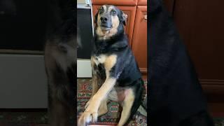 Подала мне руку лаповую для поцелуев #собака #собаки #моясобака