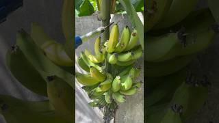 ഇങ്ങനെയും വെട്ടാം #fruit #harvest #mygarden #gardening #shorts #youtubeshorts #beautifulnature 