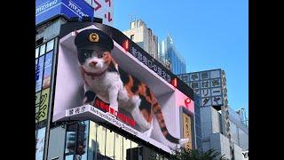 Giant 3D Shinjuku Cat 新宿東口の猫