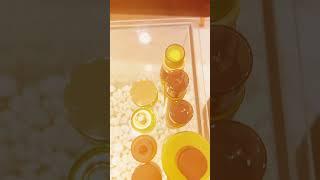 Set chai lọ xanh lá, sẵn kho chủ động tại Salub Việt Nam | Chai lọ mỹ phẩm Salub Việt Nam