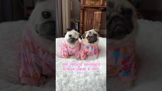 Same but different 🩷 #pug #dog #shorts