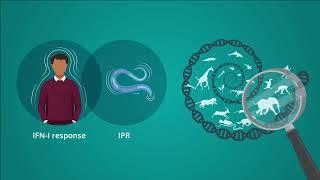 BioEssays: Intracellular pathogen response in C. elegans and type I interferon response in mammals