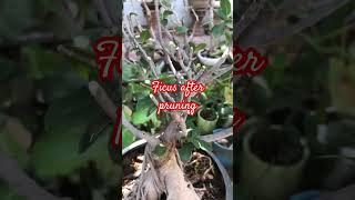 Old ficus after pruning#bonsai #ficus #ficusbonsai #ficusplant #plants #shots