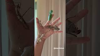 Praying mantises on my hand!