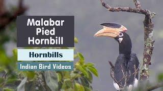 The Malabar pied hornbill (Anthracoceros coronatus)