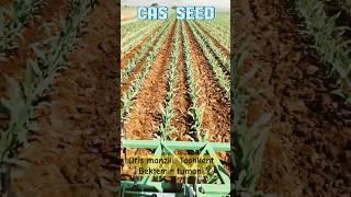 Cas Seed firmasini Rasmiy dokonlaridan oling Toshkent Bektemir tumani Tel +99833 301 90 90 #casseed