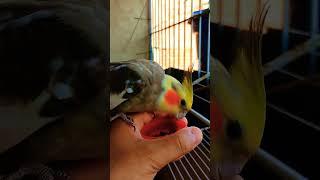 #cockatiel #birds #parrot #cute #funny #mabirdcare #cutebird #pets #talkingparot #funny #cuteparrot