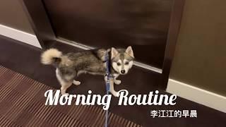 DOG MORNING ROUTINE || Alaskan Klee Kai