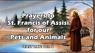 Prayers to St. Francis of Assisi for our Pets and Animals | Feast Day: Oct. 4